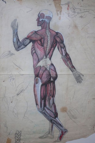 _DSC0902Anatomical-Man-drawing-for-web